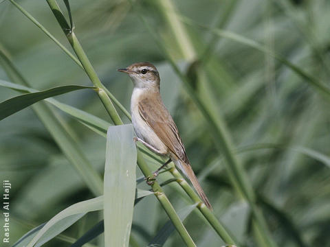 Paddyfield Warbler