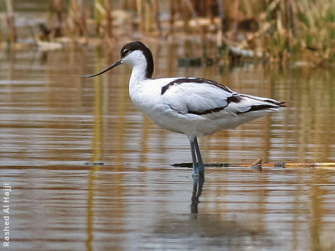 Pied Avocet (Female)