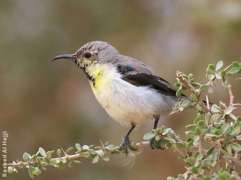 Purple Sunbird (Winter)