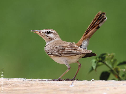 Rufous-tailed Scrub Robin