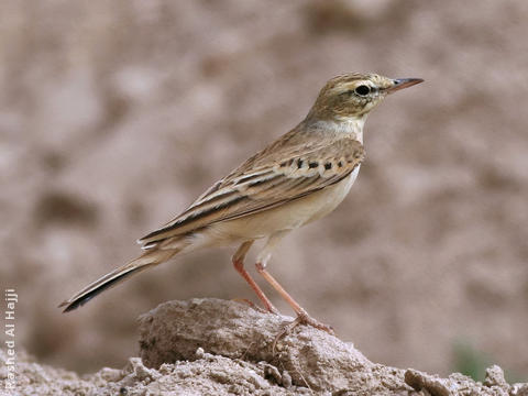 Tawny Pipit 