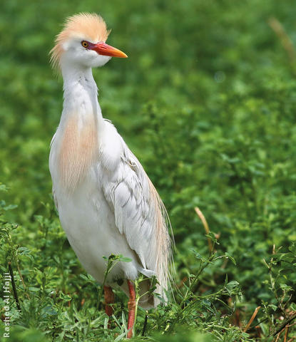 Western Cattle Egret