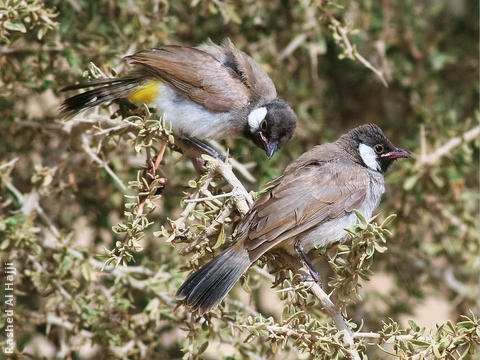 White-eared Bulbul