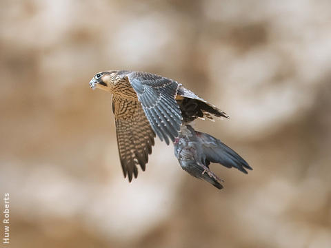 Barbary Falcon (Immature - UAE)