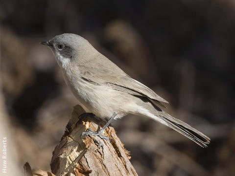 Desert Whitethroat (UAE)