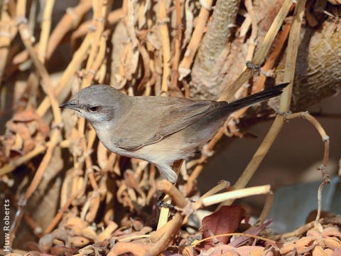 Desert Whitethroat (UAE)