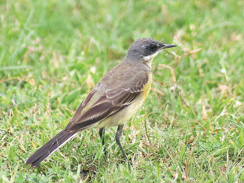 Eastern Black-headed Wagtail (female, INDIA)