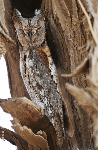 Eurasian Scops Owl