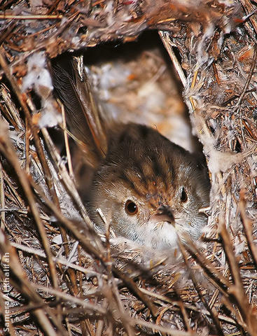 Graceful Prinia (in nest)