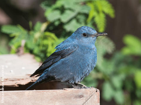 Blue Rock Thrush (Male)