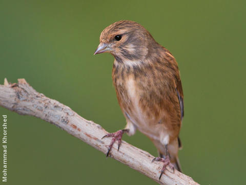 Common Linnet (Non-breeding plumage)