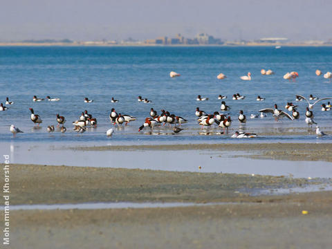 Common Shelducks