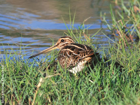 Common Snipe