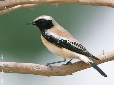 Desert Wheatear (Male)