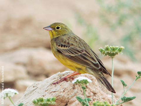 Eastern Cinereous Bunting (Male breeding plumage)