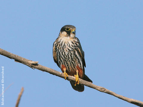 Eurasian Hobby 