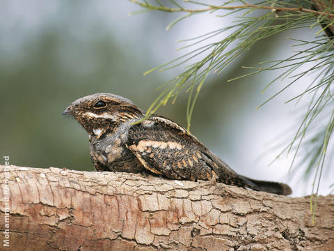 Eurasian Nightjar