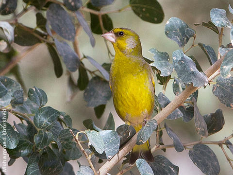 European Greenfinch