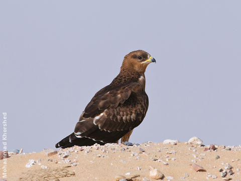 European Honey Buzzard