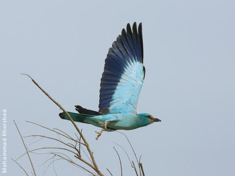 European Roller