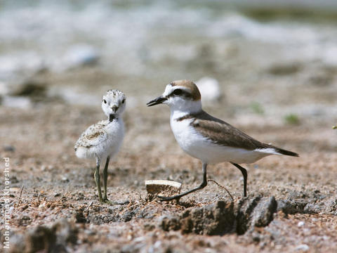 Kentish Plover (Female with fledgling)