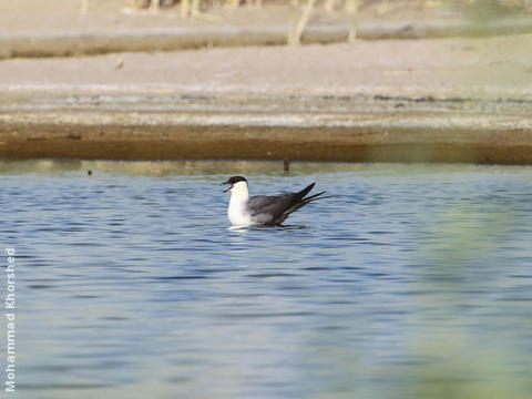 Long-tailed Skua