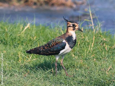 Northern Lapwing (Winter)