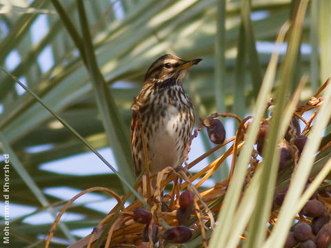 Redwing