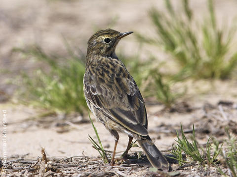 Richard’s Pipit