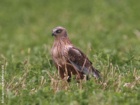 Western Marsh Harrier (Male)