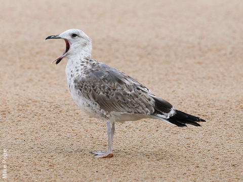 Armenian Gull (immature)