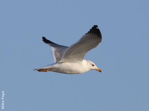 Armenian Gull