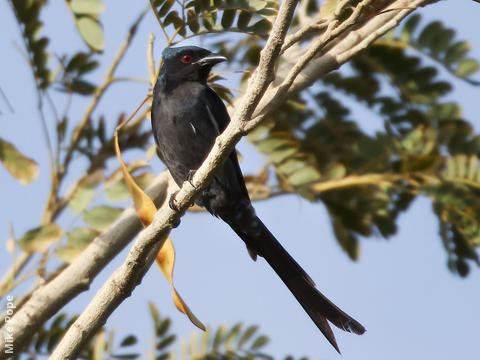 Ashy Drongo