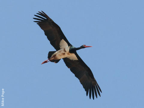 Black Stork