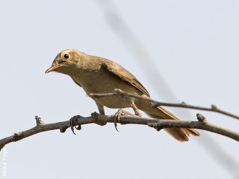 Booted Warbler