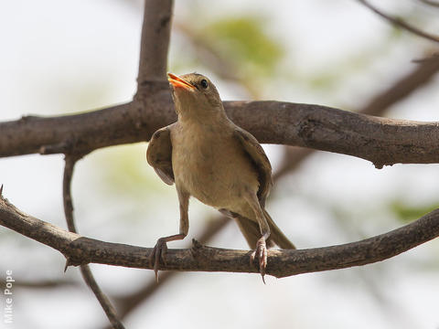 Booted Warbler