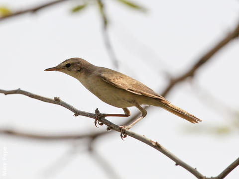 Booted Warbler