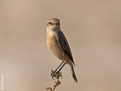 Byzantine Stonechat (female)