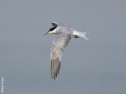 Common Tern