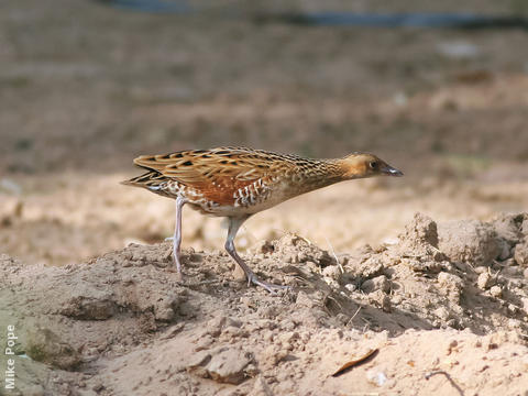 Corncrake