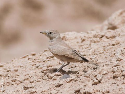 Desert Lark (Saudi Arabia)