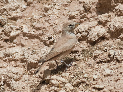 Desert Lark (Saudi Arabia)