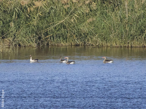 Eastern Greylag Geese 