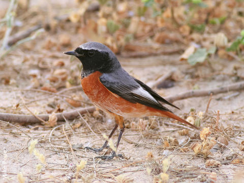 Ehrenberg’s Redstart (Phoenicurus phoenicurus samamiscus)