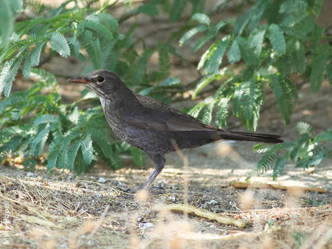 Eurasian Blackbird (Female)