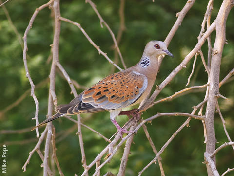 European Turtle Dove 