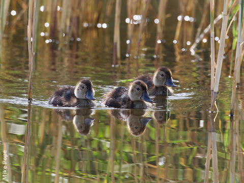 Ferruginous Duck (ducklings)