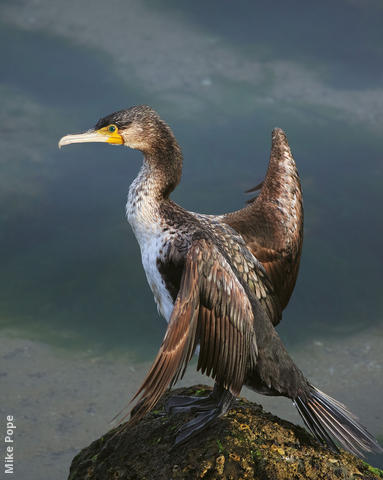 Great Cormorant (Immature)