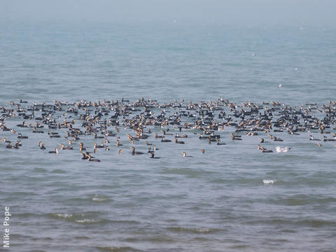 Great Cormorants