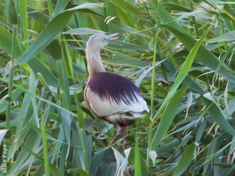 Indian Pond Heron